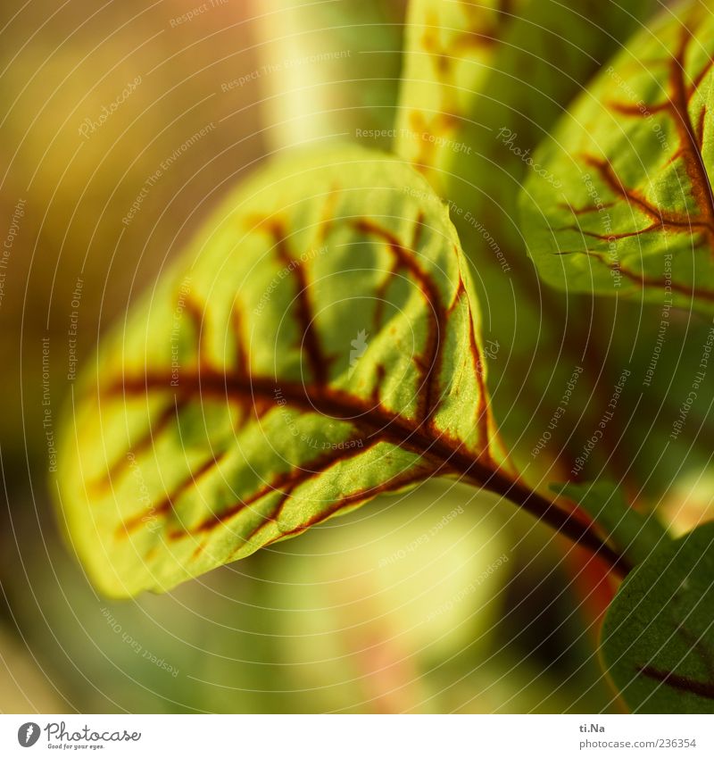 Blutampfer Frühling Pflanze Blatt Nutzpflanze Sauerampfer Wachstum Gesundheit grün rot Farbfoto Nahaufnahme Makroaufnahme Blattadern