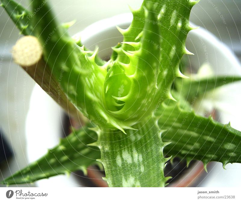 kaktus Kaktus grün Topfpflanze Vogelperspektive Stock Natur Makroaufnahme aufer fensterbank