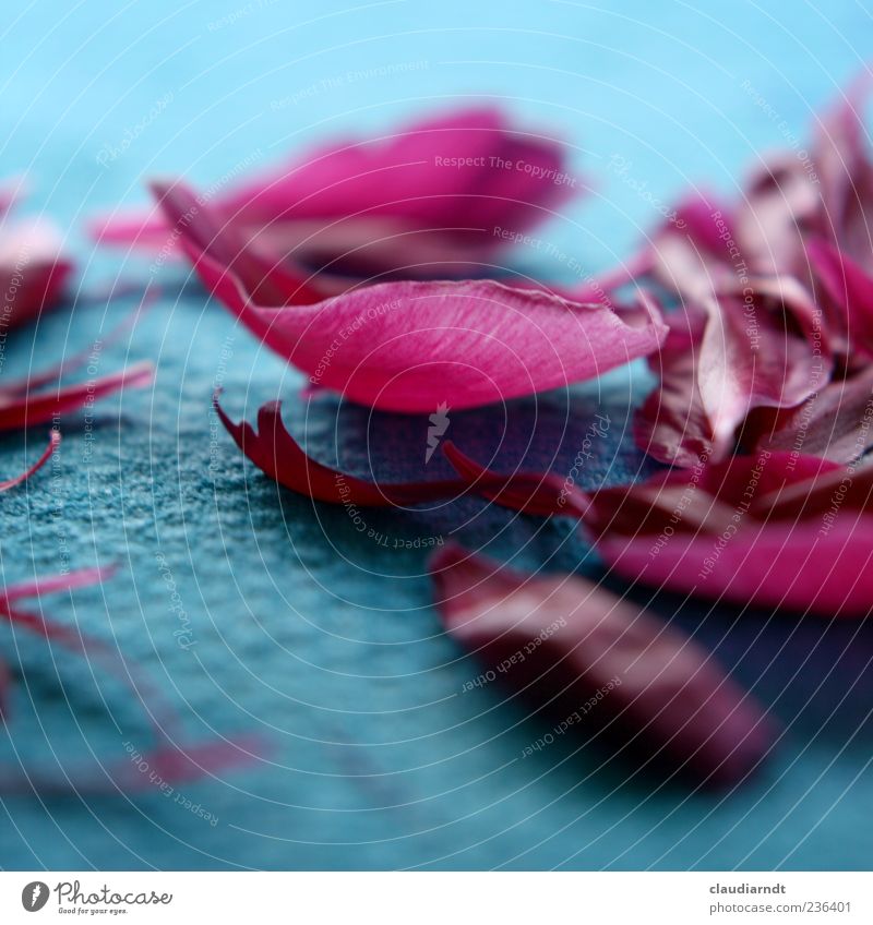 Der Lauf der Dinge Pflanze Blume Blüte Blütenblatt Pfingstrose schön rosa türkis Stoff Blumenstrauß zart verblüht alt Farbfoto Nahaufnahme Detailaufnahme