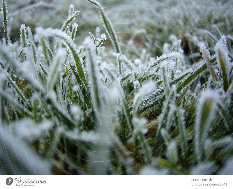 frozen green gefroren Winter kalt nah Rasen Eis Schnee