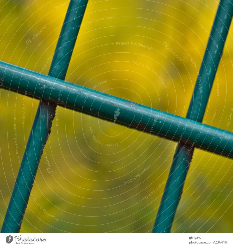 kreuz und quer, diagonal Kreuz gelb grün Gitter Zaun gekreuzt aufeinander unten geschlossen Metall Stab lackiert Barriere Gitternetz Farbfoto Gedeckte Farben