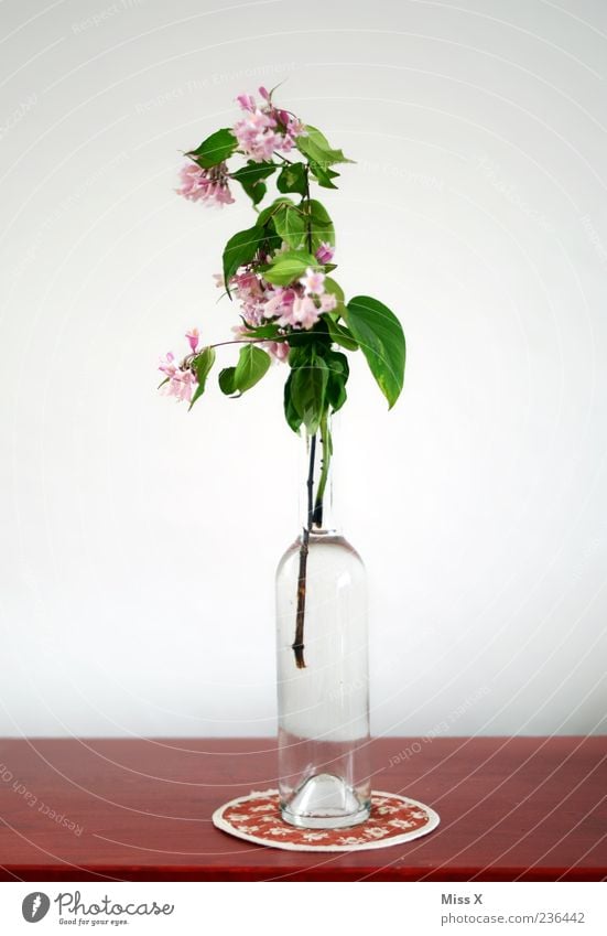Stillleben Dekoration & Verzierung Tisch Blume Blatt Blüte Blühend Duft verblüht rosa rot Ast Zweig Zweige u. Äste Vase Flasche Glasflasche Blumenvase