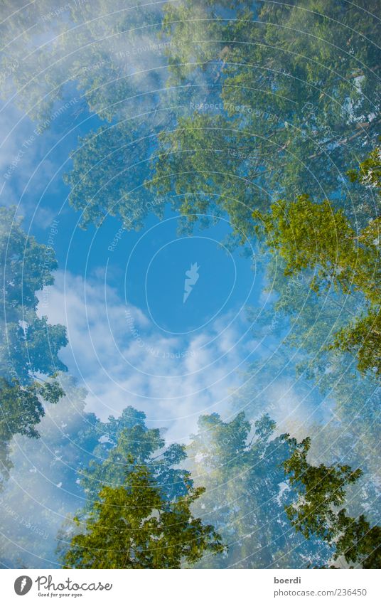 wAldluft Umwelt Natur Landschaft Pflanze Himmel Wolken Frühling Sommer Klima Schönes Wetter Baum Unendlichkeit schön blau grün Stimmung Doppelbelichtung