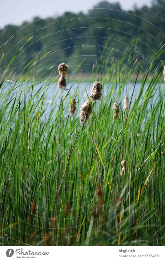 Schilf am See II Pflanze Schilfrohr Seeufer grün Gras Wind Farbfoto Außenaufnahme Textfreiraum oben Textfreiraum unten Tag Natur Landschaft Menschenleer