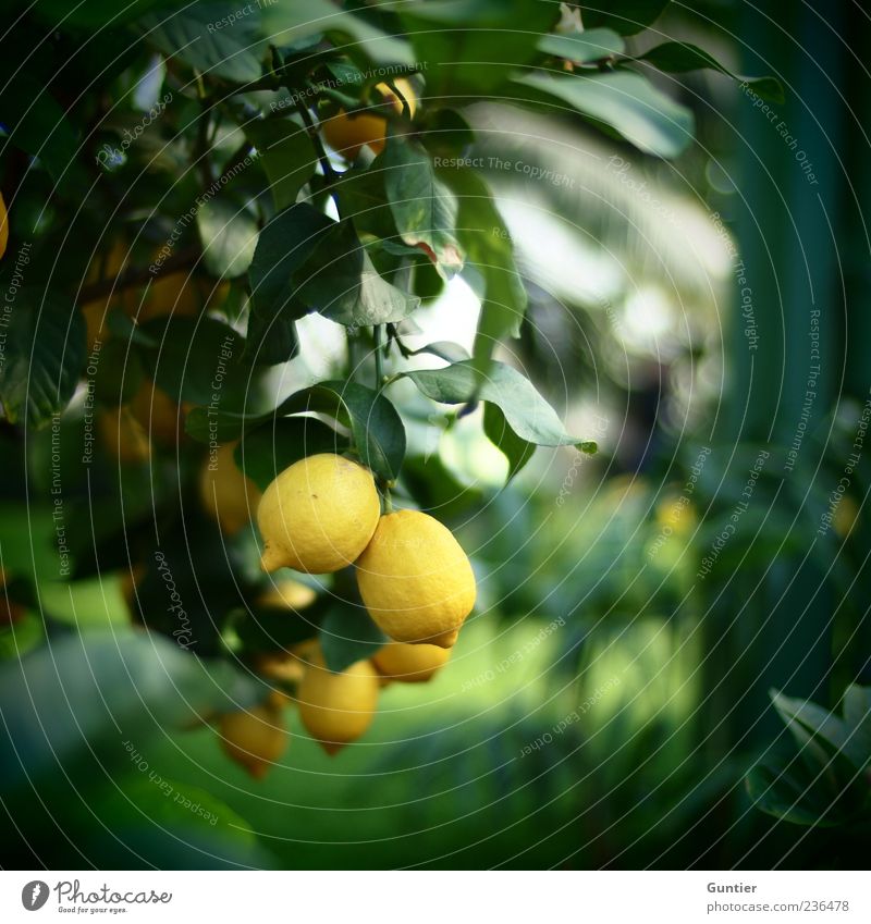 sauer macht lustig,... Natur Pflanze Schönes Wetter Baum Frucht Zitrone Zitronenbaum Park gelb grün schwarz weiß Gefühle Lebensfreude Blatt Ernte Vignettierung