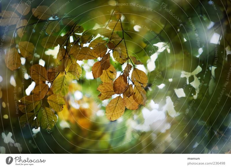 Foto von Blätterdach Natur Herbst Baum Blatt Zweige u. Äste schön Farbfoto Außenaufnahme Menschenleer Textfreiraum rechts Tag Sonnenlicht grün braun herbstlich
