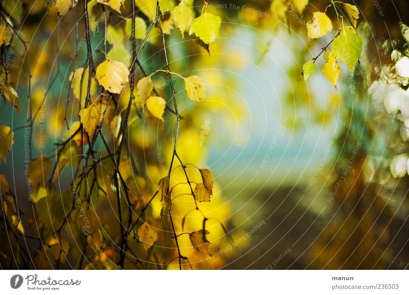 Foto mit viel Birke Natur Herbst Baum Blatt gelb Farbfoto Außenaufnahme Menschenleer Textfreiraum rechts Tag herbstlich Herbstfärbung Herbstlaub herunterhängend