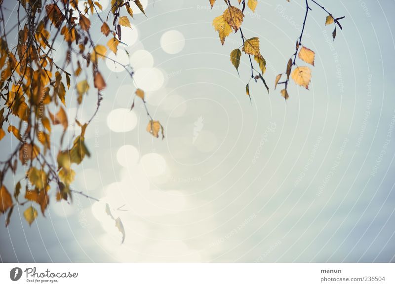 Foto mit Birke und Wasser Natur Herbst Baum Blatt Zweige u. Äste schön Farbfoto Außenaufnahme Menschenleer Textfreiraum rechts Reflexion & Spiegelung