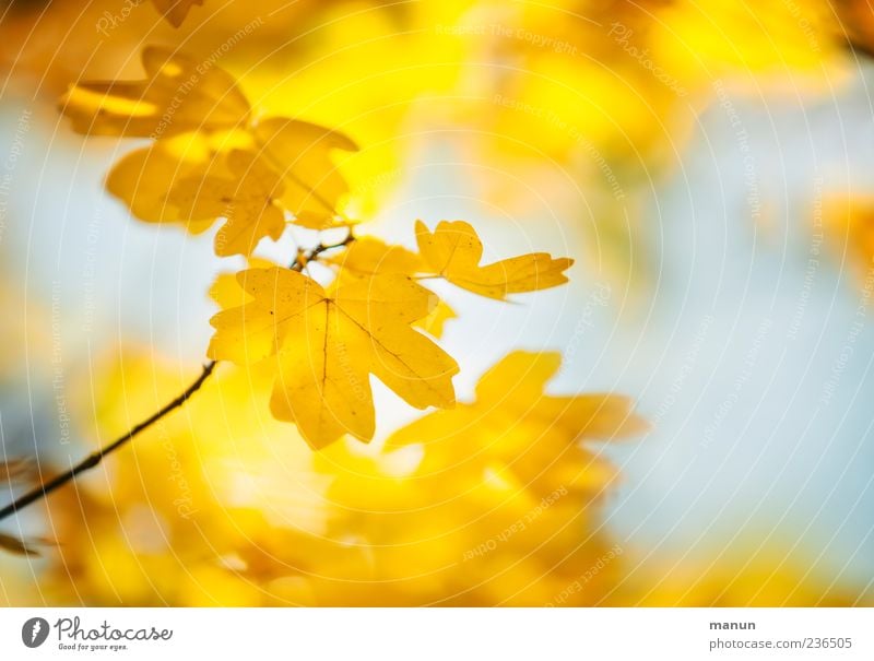 Foto von gelbem Ahorn Natur Herbst Blatt Ahornblatt hell schön Farbfoto Außenaufnahme Menschenleer Sonnenlicht Unschärfe herbstlich Herbstlaub Herbstfärbung