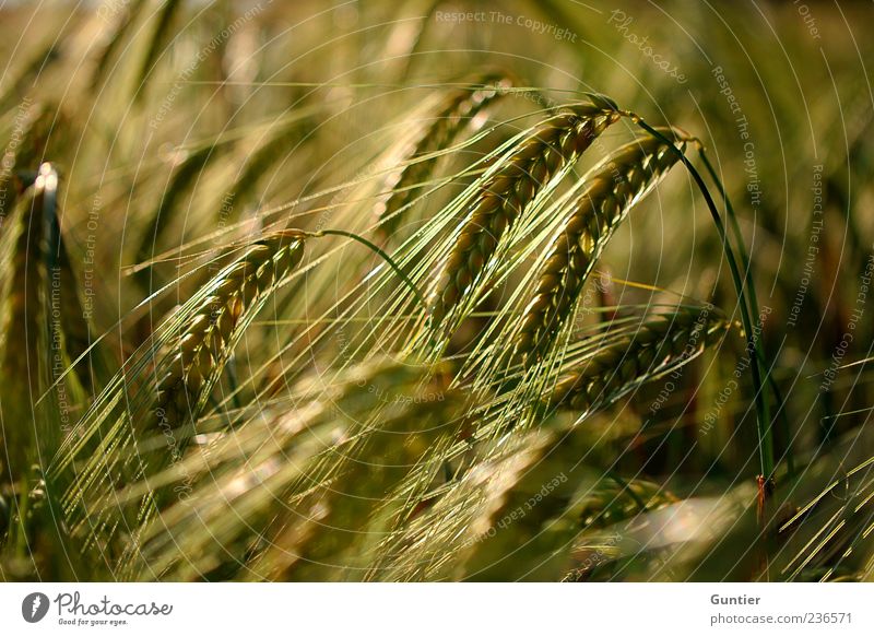 fields of grain Umwelt Natur Pflanze Gras Nutzpflanze Getreidefeld Ähren Korn Feld braun gelb gold schwarz Lebensmittel Ernährung Sommer