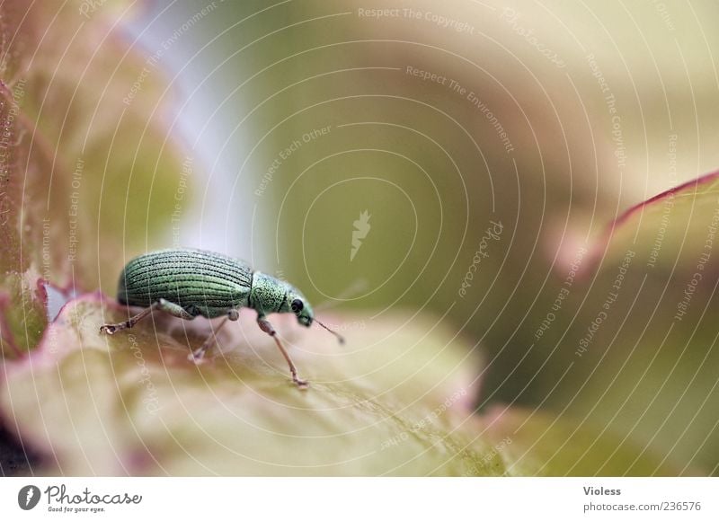 Wo ist Spiekeroog? Natur Tier 1 nah grün Rüsselkäfer Makroaufnahme Farbfoto Unschärfe Schwache Tiefenschärfe Gedeckte Farben Menschenleer Käfer