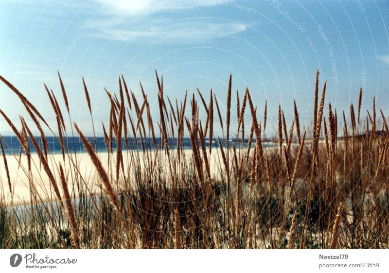 Strandgras Meer Atlantik Gras Sonne Himmel