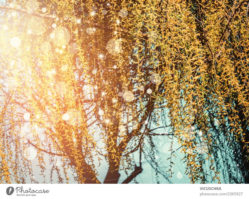 Frühlings Natur mit blühender Trauerweide Lifestyle Design Sommer Garten Landschaft Pflanze Schönes Wetter Baum Blatt Blüte Park gelb Sonnenuntergang