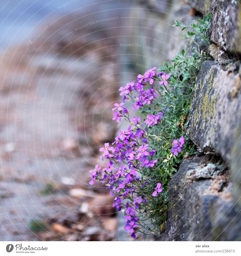 Mauer mit Blümchen Pflanze Blume Blatt Blüte Wildpflanze Wand Straße Hofeinfahrt Straßenrand Duft eckig schön violett Frühling Dekoration & Verzierung