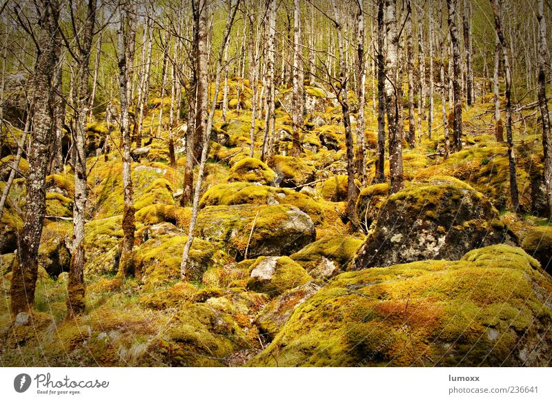birkenwald im frühling Umwelt Natur Pflanze Baum Moos Birkenwald Wald Jostedalsbreen Norwegen Skandinavien Europa ästhetisch Farbfoto Außenaufnahme Tag