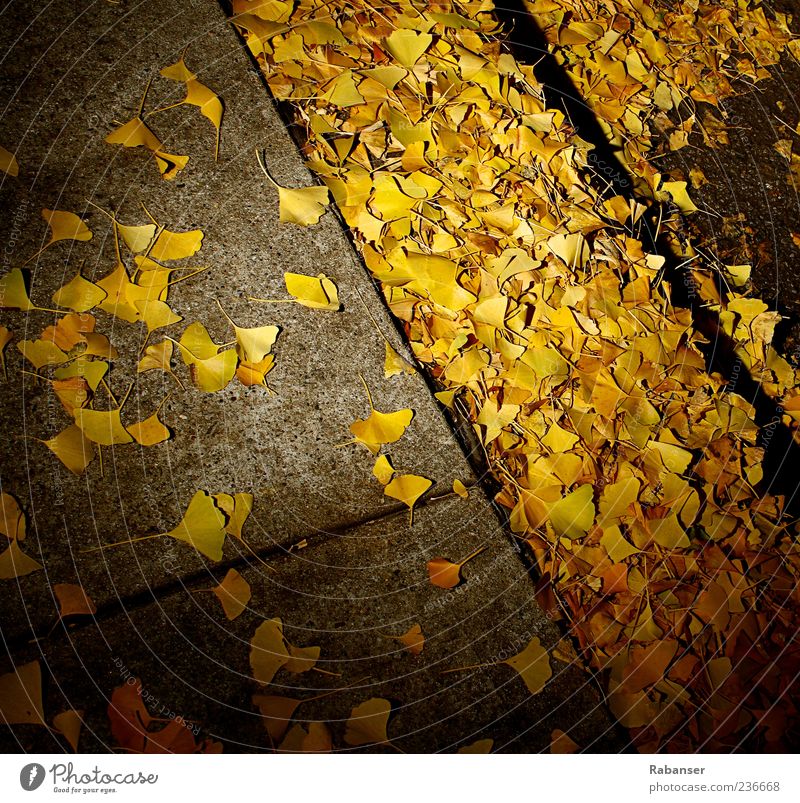 Herbstblätter Natur Wind Baum Blatt Grünpflanze Altstadt Park kalt gelb Boden Bürgersteig Beton Straße herbstlich Herbstlaub Herbstfärbung Herbstwind Farbfoto