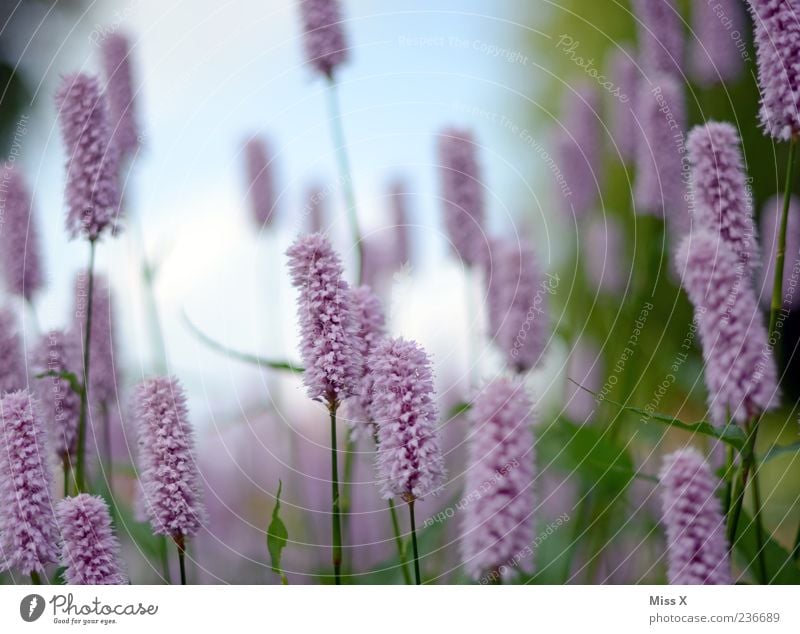 Zahnbürste Natur Pflanze Frühling Sommer Blume Blatt Blüte Wiese Blühend Duft Wachstum rosa violett Farbfoto mehrfarbig Außenaufnahme Nahaufnahme Menschenleer