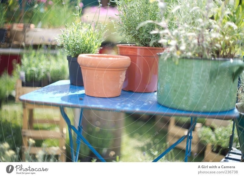 table top gardening Lifestyle Stil Design Garten einrichten Natur Pflanze Nutzpflanze Kräuter & Gewürze Wachstum Präsentation Angebot altmodisch Bauerngarten