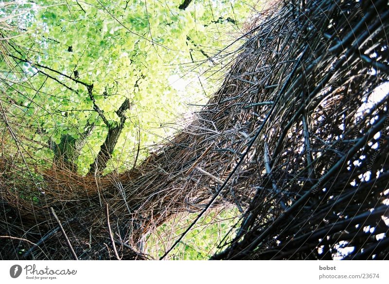 Weidekunst 002 Weidengeflecht Holz grün braun Blatt Aussicht Ausstellung Zweig Natur Ast