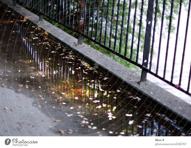 An der Donau entlang Wasser Brücke Wege & Pfade dreckig nass Reflexion & Spiegelung Zaun Pfütze Herbstlaub Blatt Bürgersteig Farbfoto Außenaufnahme Menschenleer