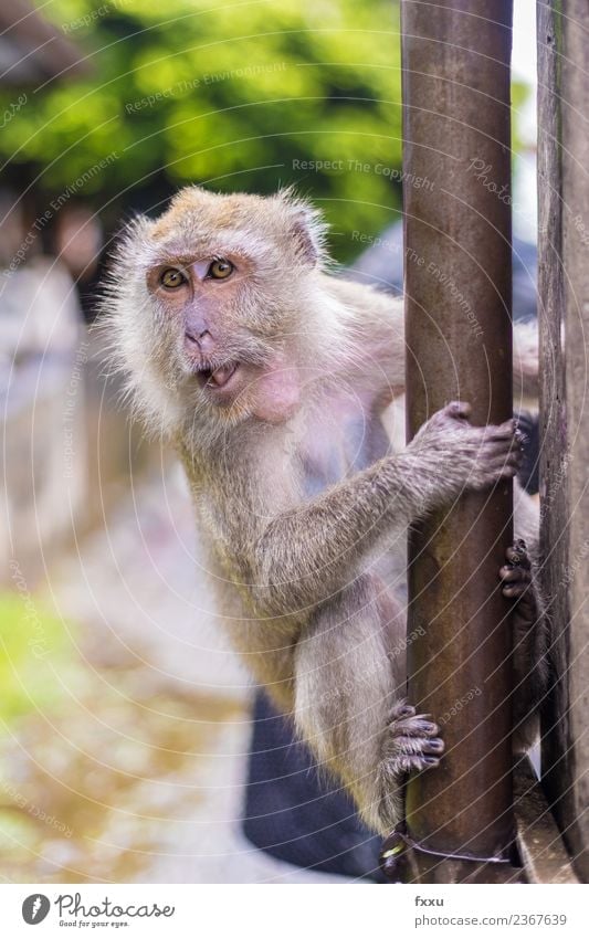 Affe in Songkhla makaken affen Affen Thailand Tempel Baby Babyaugen Tier Säugetier Natur Menschenaffen Äffchen niedlich Erholung Pause ausruhend schön zusammen