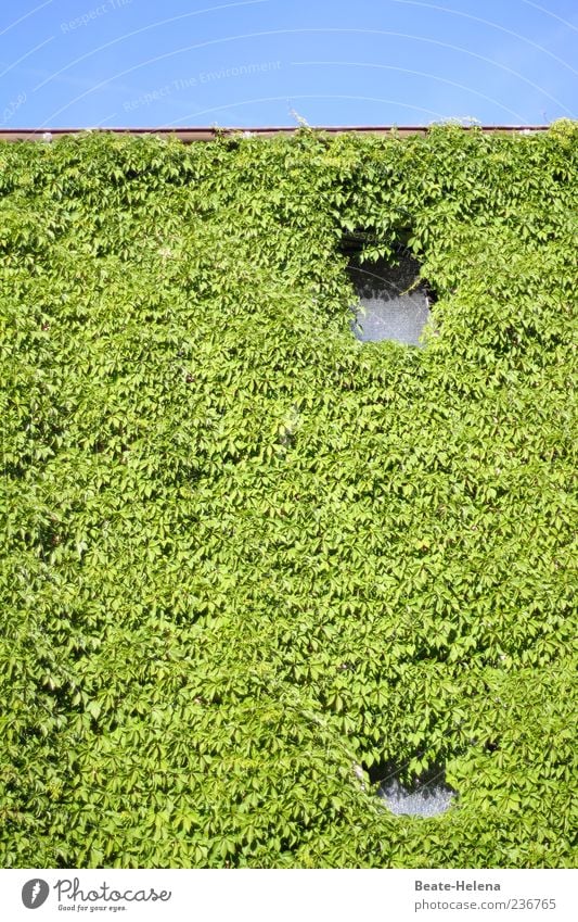 Gucklöcher im Grünen Haus Pflanze Efeu Mauer Wand Fassade natürlich blau grün Naturwuchs Kletterpflanzen Farbfoto Außenaufnahme Textfreiraum oben