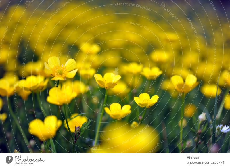 (Un)Scharfer Hahnenfuß Natur Pflanze Blume Frühlingsgefühle Sumpf-Dotterblumen Hahnenfußgewächse Farbfoto Außenaufnahme Unschärfe Schwache Tiefenschärfe gelb