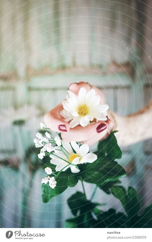Handkontakt mit einer Blume auf einem Holzuntergrund elegant Stil Design Freude schön harmonisch Sinnesorgane Valentinstag Muttertag Pflanze Frühling Blatt