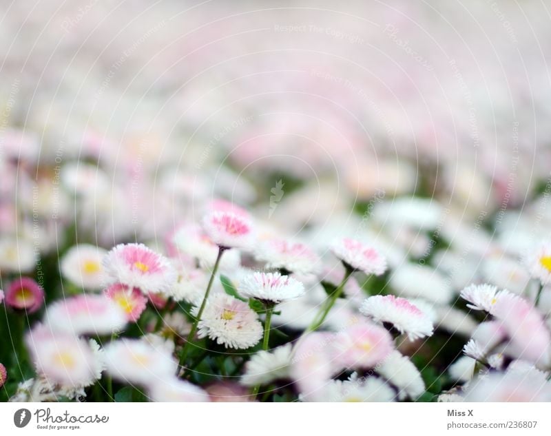 Bellis Frühling Pflanze Blume Blüte Garten Wiese Blühend Wachstum rosa weiß Gänseblümchen Farbfoto Außenaufnahme Nahaufnahme Muster Menschenleer