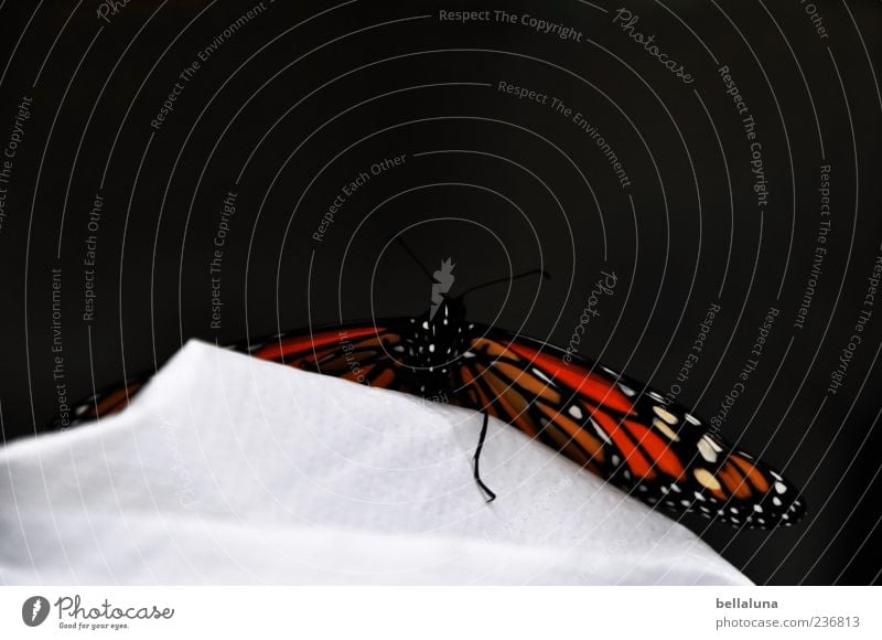 Über den Berg. Tier Wildtier Schmetterling Flügel 1 sitzen elegant fantastisch schön Monarch Edelfalter tagaktiv Farbfoto mehrfarbig Innenaufnahme