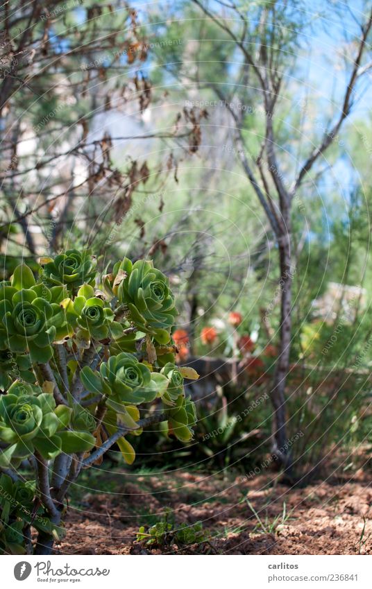 Liegestuhlfoto Natur Pflanze Sonnenlicht Sommer Wachstum Erde Beet Sukkulenten Schatten Tamarisken mediterran Blühend Sträucher Farbfoto Außenaufnahme Tag