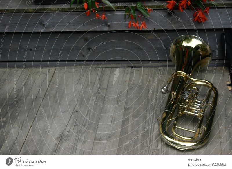 Tuba Musik Blume Kitsch Krimskrams Holz Metall gold Farbfoto Außenaufnahme Menschenleer Textfreiraum links Tag Vogelperspektive Musikinstrument Pflanze