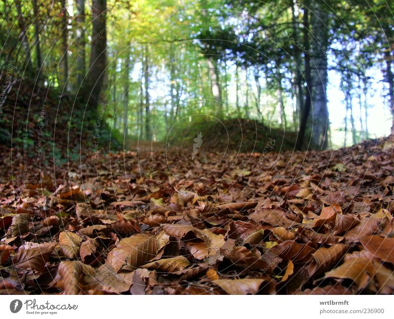 Waldszene Ausflug wandern Natur Landschaft Pflanze Erde Herbst Buchenwald blau braun gelb grün Erholung Umwelt Waldboden Blatt Laubwald Fußweg Erholungsgebiet
