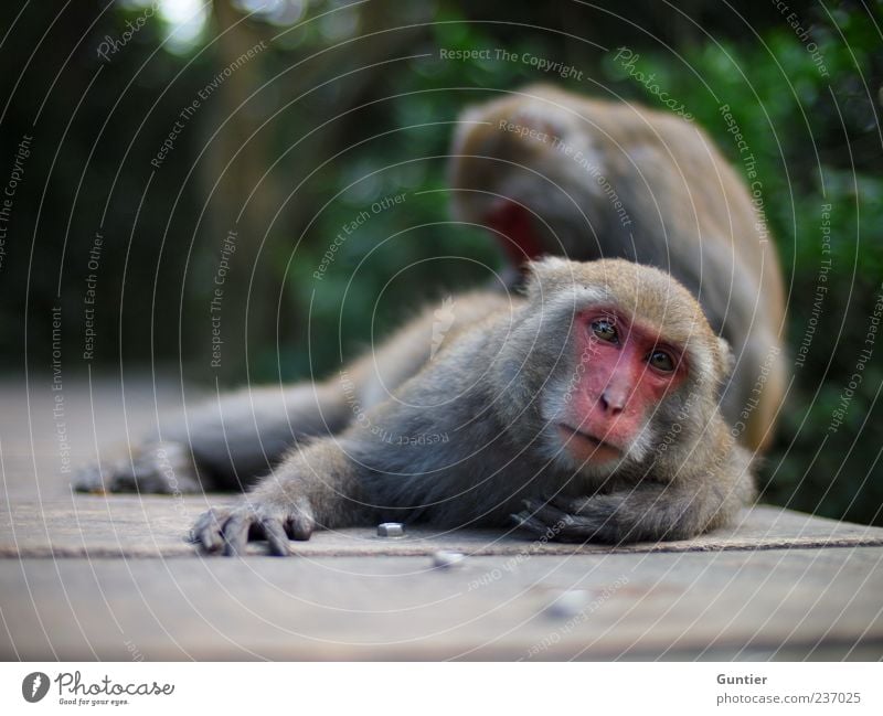 gekrault ;) Wildtier Affen 2 Tier Tierpaar grau grün rosa schwarz weiß Zufriedenheit Holzweg Schraube Säugetier Farbfoto Außenaufnahme Nahaufnahme Menschenleer