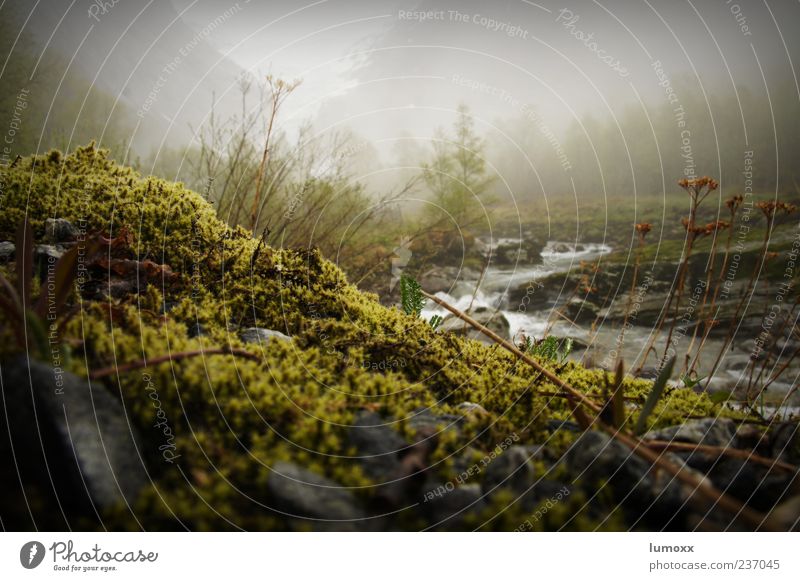 briksdalsbreen Umwelt Natur Landschaft Wasser Nebel Moos Berge u. Gebirge Flussufer Norwegen Skandinavien Europa nass natürlich Stimmung Briksdalsbreen Farbfoto