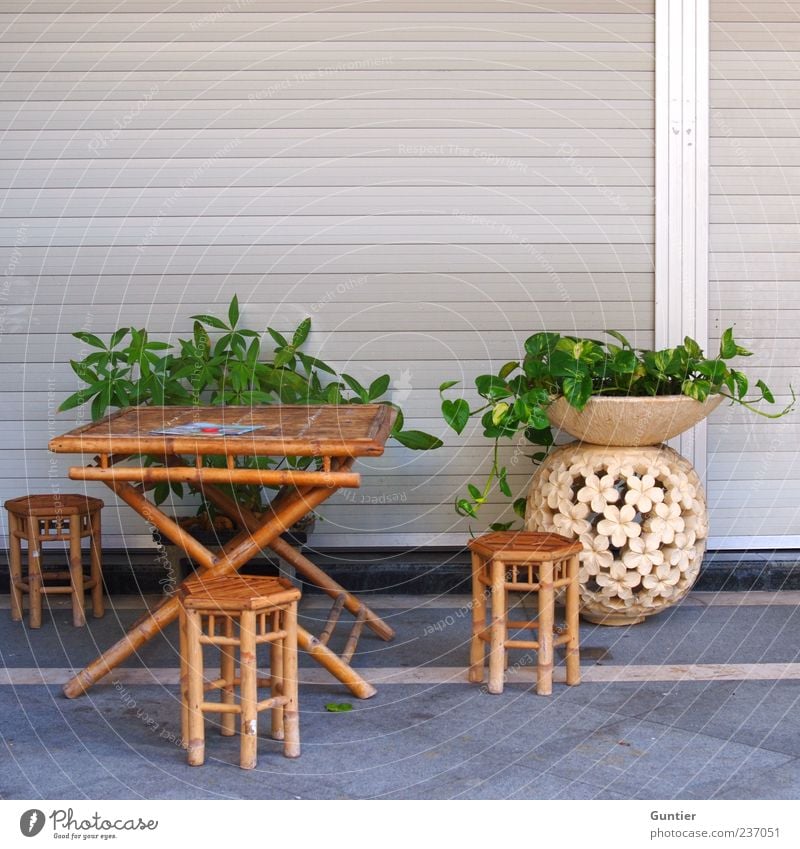 Skatrunde in der Pinkelpause Lifestyle exotisch Sommer Pflanze Blatt Grünpflanze Topfpflanze braun grau grün weiß Tisch Stuhl Vase Blumentopf Bambus Möbel Ton