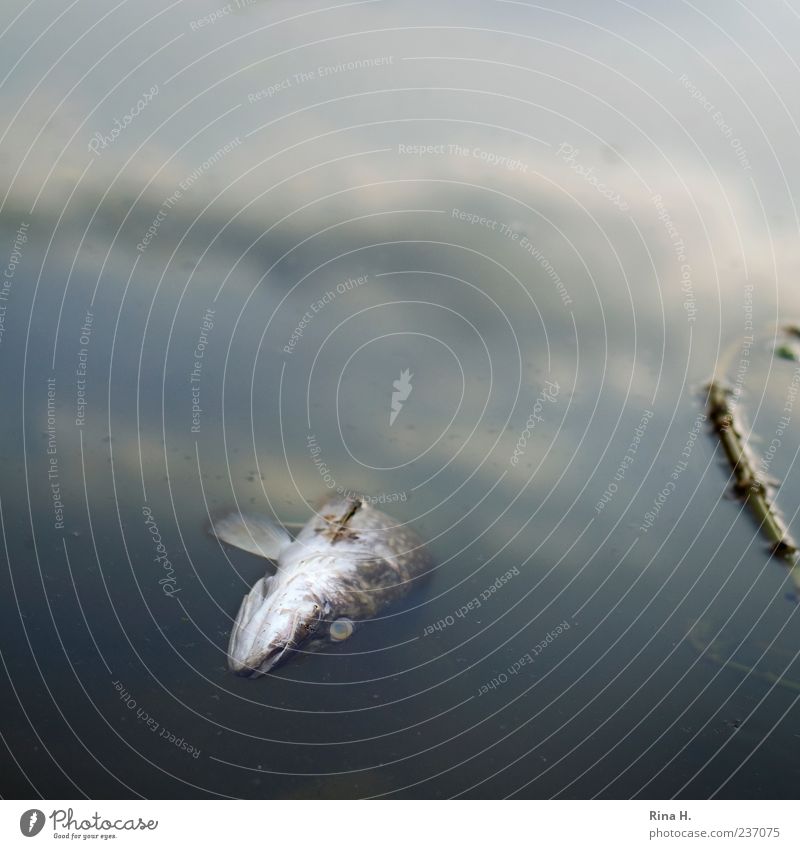 Himmel auf Erden Umwelt Natur Urelemente Wasser Wolken Teich See Totes Tier Fisch 1 Schwimmen & Baden authentisch Tod Umweltverschmutzung Vergänglichkeit Flosse