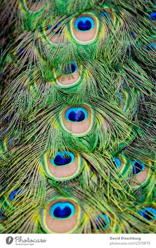 Federkleid Natur Tier 1 Ornament blau gelb grün Pfau Pfauenfeder Hochformat Brunft leicht Farbfoto Außenaufnahme Muster Strukturen & Formen Menschenleer