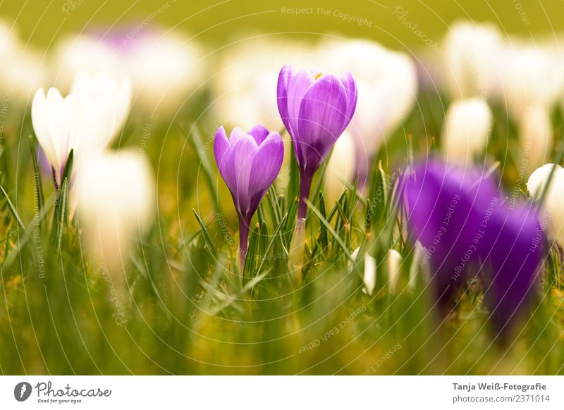 Frühlingserwachen Pflanze Schönes Wetter Blume Duft violett Zufriedenheit Lebensfreude Frühlingsgefühle Hoffnung Stimmung Farbfoto Außenaufnahme Menschenleer