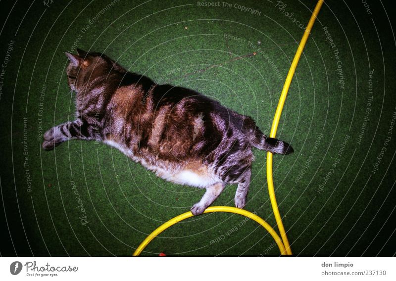 katzensprung Tier Haustier Katze 1 Erholung liegen schlafen grün Kunstrasen Schlauch Vignettierung analog Momentaufnahme trashig Übergewicht dick authentisch