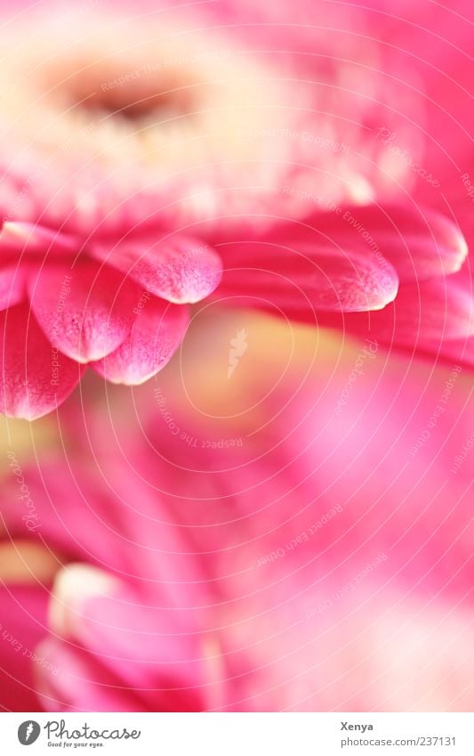 Rosa Tentakel Pflanze Blume Blüte Gerbera rosa Blühend Blütenblatt Farbfoto Innenaufnahme Menschenleer Textfreiraum unten Unschärfe Makroaufnahme