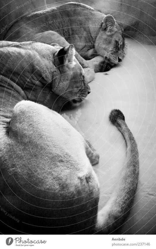 dreaming lions Tier Wildtier Zoo Löwe 2 Tierpaar schlafen Schwanz Licht Schwarzweißfoto Innenaufnahme Tag liegen ruhen geschlossene Augen