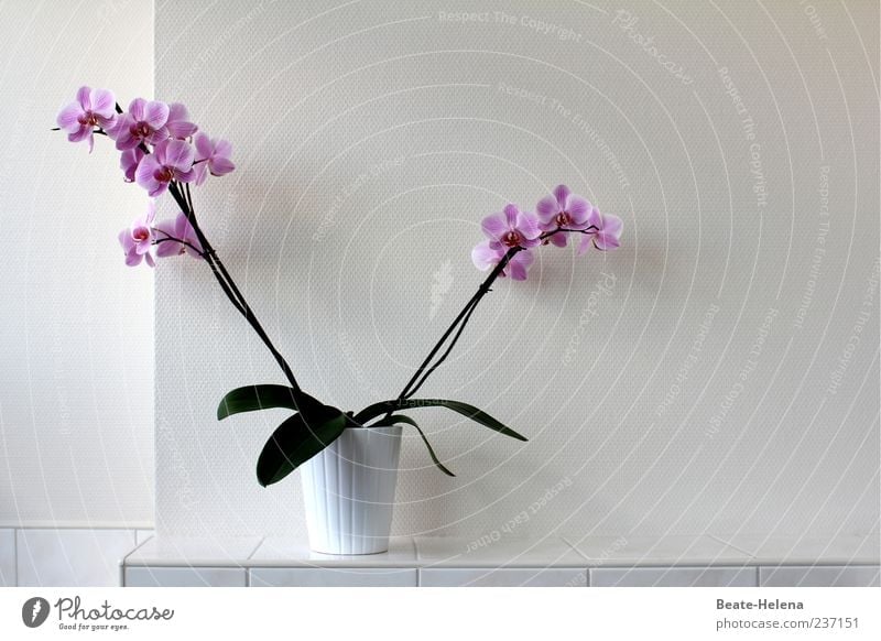 V-Blümchen Pflanze Orchidee Blatt Blüte Blühend ästhetisch außergewöhnlich Duft exotisch grün violett weiß Farbe Farbfoto Innenaufnahme Menschenleer