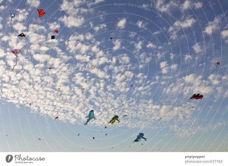 unbekannte flugobjekte Freizeit & Hobby Sommer Himmel Wolken Schönes Wetter Wind Bewegung fliegen ästhetisch außergewöhnlich oben Farbfoto Außenaufnahme