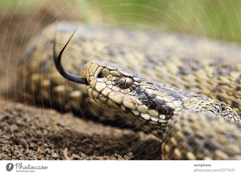 Makroporträt der ungarischen Wiesenotter schön Natur Tier Schlange wild braun Angst gefährlich Kopf Zunge Natter Vipera Ungarisch Tierwelt Reptil Schuppen