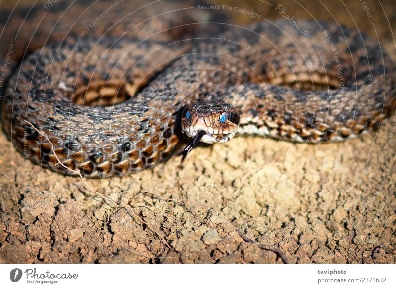 Wiesenotter ist aus dem Winterschlaf hervorgegangen. schön Haut Natur Tier Schlange wild blau Angst gefährlich Natter Vipera ursinii Rakkosiensis Überwinterung