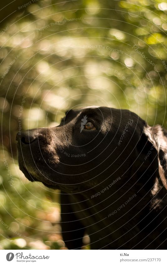 °° sehnsüchtiger Blick °° Tier Haustier Hund Tiergesicht Labrador 1 beobachten authentisch Neugier grün schwarz ruhig Sehnsucht Farbfoto Außenaufnahme