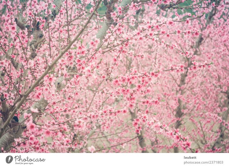 Rosa Pfirsichblüte Frucht Erholung Umwelt Natur Landschaft Pflanze Frühling Wetter Schönes Wetter Baum Blüte Nutzpflanze Blühend Pfirsichblüten Pfirsichbaum