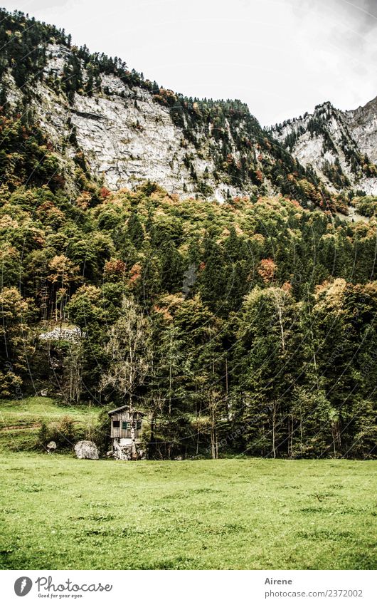 Ablehnung | Bitte eine andere Unterkunft! Baum Wald Felsen Alpen Berge u. Gebirge Bregenzerwald Steilwand Hütte Alm Berghütte Holzhütte alt einzigartig klein