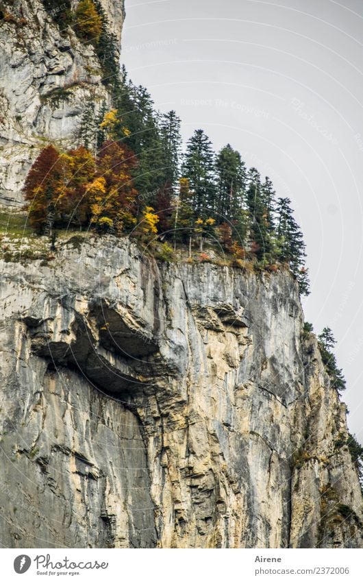 gewagt Ferien & Urlaub & Reisen Abenteuer Berge u. Gebirge Klettern Bergsteigen Landschaft Herbst Felsen Alpen Bregenzerwald Steilwand hängen bedrohlich wild